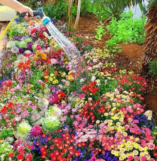 Buy Varieties of Flower Seeds (Pack of 100) And Get Plant Growth Supplement Free Gift
